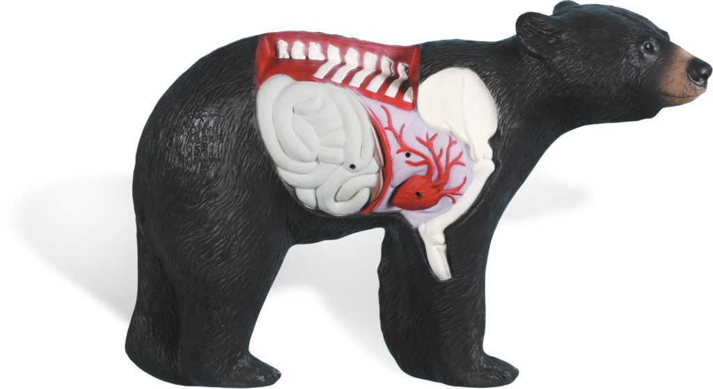 Anatomy-Bear