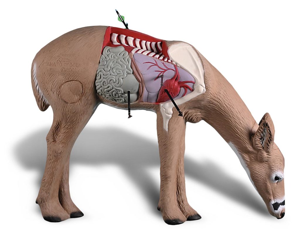 Anatomy-Deer